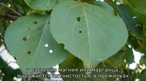 Болезни черешни