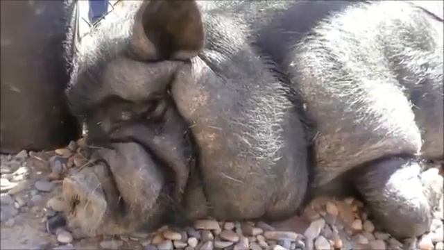 Спящий консультант 1 смотреть онлайн