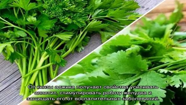 Делаем грузинскую зеленую аджику из кинзы и петрушки