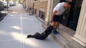 Что делать? Собака не слушается. Хаски не хочет идти домой.