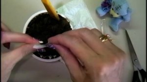 Банан в горшке из семян. Выращивание карликового банана из семян ☼