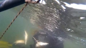 подводная охота. бурятия .  оз гусиное.  щука 4 и 5кг