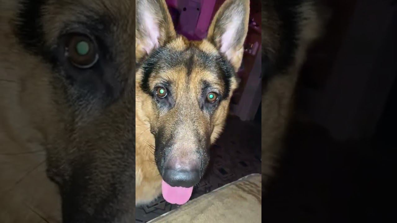 Пойдём гулять? А у вас так же собакин реагирует? смотреть онлайн