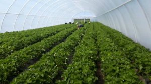Вторая выборка клубники 6 мая 2021 г.