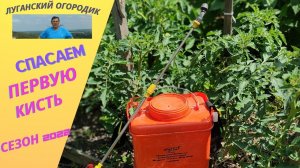 Чем подкормить рассаду помидор в холодную погоду. Спасаем первую кисть у томатов.