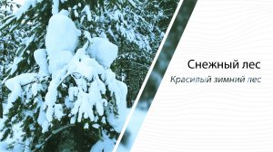 Снежный лес | Красивый зимний лес