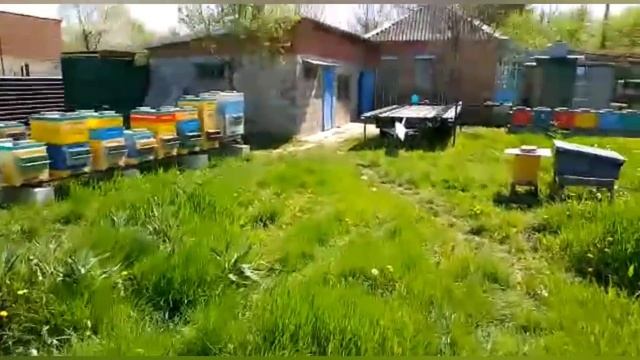 Технология Содержание Пчелосемей 2021г. смотреть онлайн