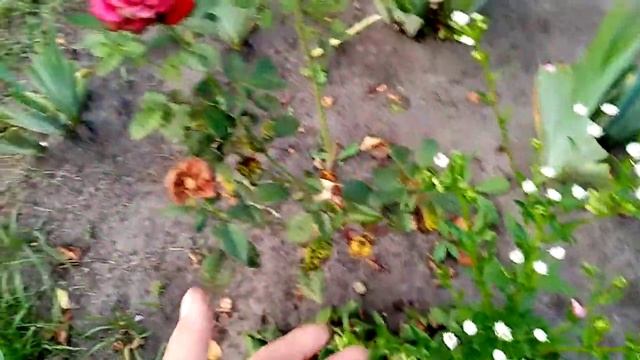 Двухцветные РОЗЫ на Одном Кусте!!! Розовый и Бордовый!!! 20 августа 2021г. смотреть онлайн