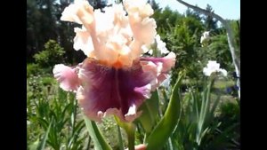 ИРИСЫ.Какие сеянцы  получаются от сорта Декаденс (Decadence)