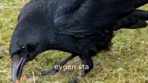 ПОСАДКА КАПУСТЫ В ГРУНТ