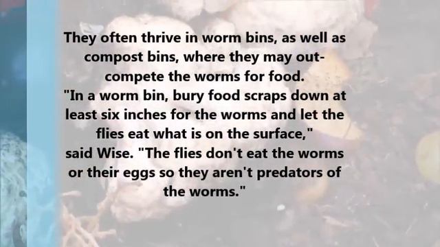 Worm bin Maggots? Black soldier fly larvae (BSFL) смотреть онлайн