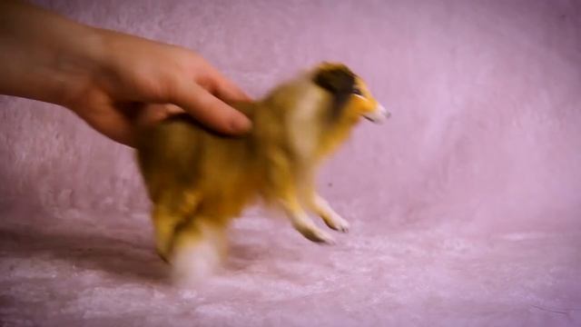 рыжая колли игрушка в смешанной технике смотреть онлайн