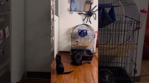 Белый крыс Дамбо - любовь навсегда ?