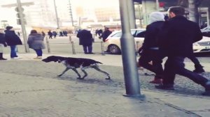 twins walk their dogs