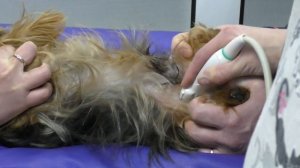 Как делают УЗИ СОБАКЕ. Ultrasound examination of the dog. Одесса.