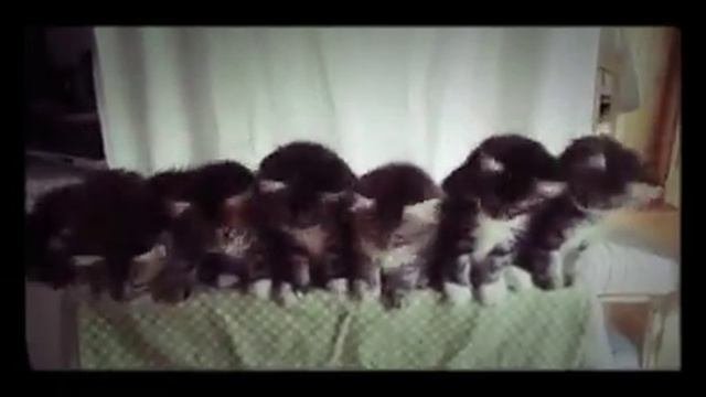Выгу Выгу Выгу