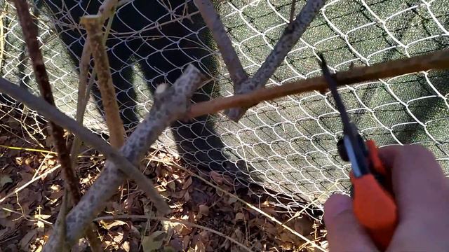 Обрізка форзиції. Омолодження старого куща смотреть онлайн