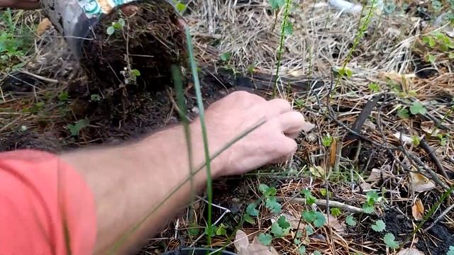 Как посадить дуб из желудя смотреть онлайн