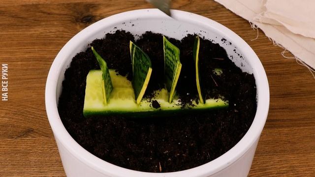 ПОРА НА ДАЧУ! НЕОБЫЧНЫЕ ТРЮКИ ДЛЯ САДА И ОГОРОДА смотреть онлайн