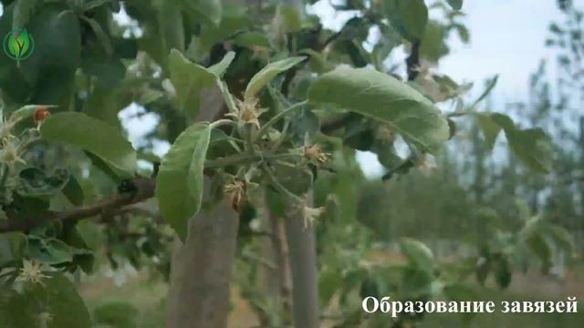 Фенофазы яблони