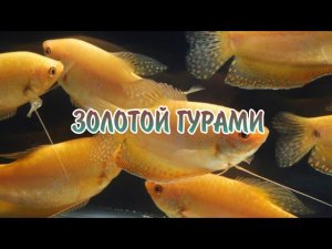 ЗОЛОТОЙ ГУРАМИ. СОДЕРЖАНИЕ И РАЗВЕДЕНИЕ