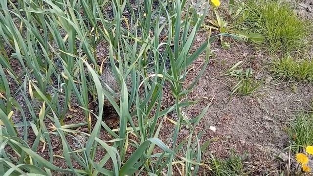 ВИДЕО ОТ ЛЕШИКА.БОРЕМСЯ С СОРНЯКАМИ. смотреть онлайн