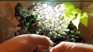 Палочники в террариуме. Неожиданный палочник Sungaya inexpectata. #палочник #stickinsect