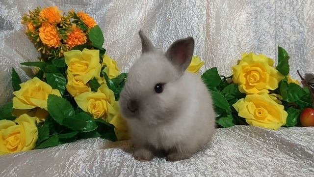 Подборка забавных декоративных кроликов № 1 (cute Decorative Rabbits)