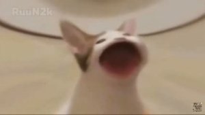 Мем кот открывает рот и поёт корову...