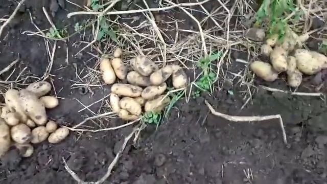 Урожай картошки гранада 2021, как выбирать семенной материал... смотреть онлайн