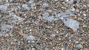 Болгария. Черноморец. А у нас 20 градусов. 10 декабря 2022г.