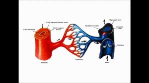 Лекция: Анатомия кровеносная система https://kardiobit.ru