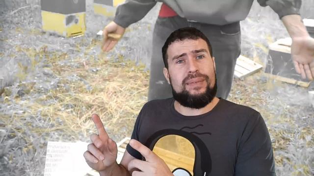 Аборигенная пчела, что это такое? Породы пчёл на пасеке. Селекция пчел