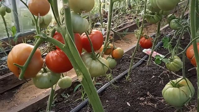 Тяжёлая артиллерия против фитофторы, черной пятнистости и других болезней растений. Ридомил Голд. смотреть онлайн