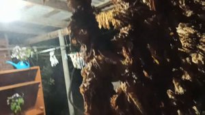 Увлажнение табака перед ферментацией. 15.10.2021