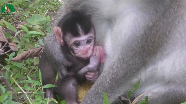 Cute Newborn Monkey - All Activities Of Baby Monkeys Looking For People