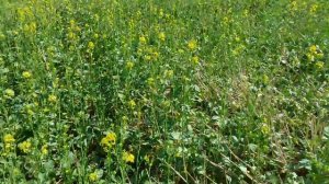 Выращивание горчицы желтой.  No-till