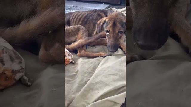 Starving German Shepherd Found Collapsed on the Dirt Road Nearly Taking His Last Breath