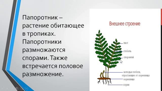 Папоротникообразные