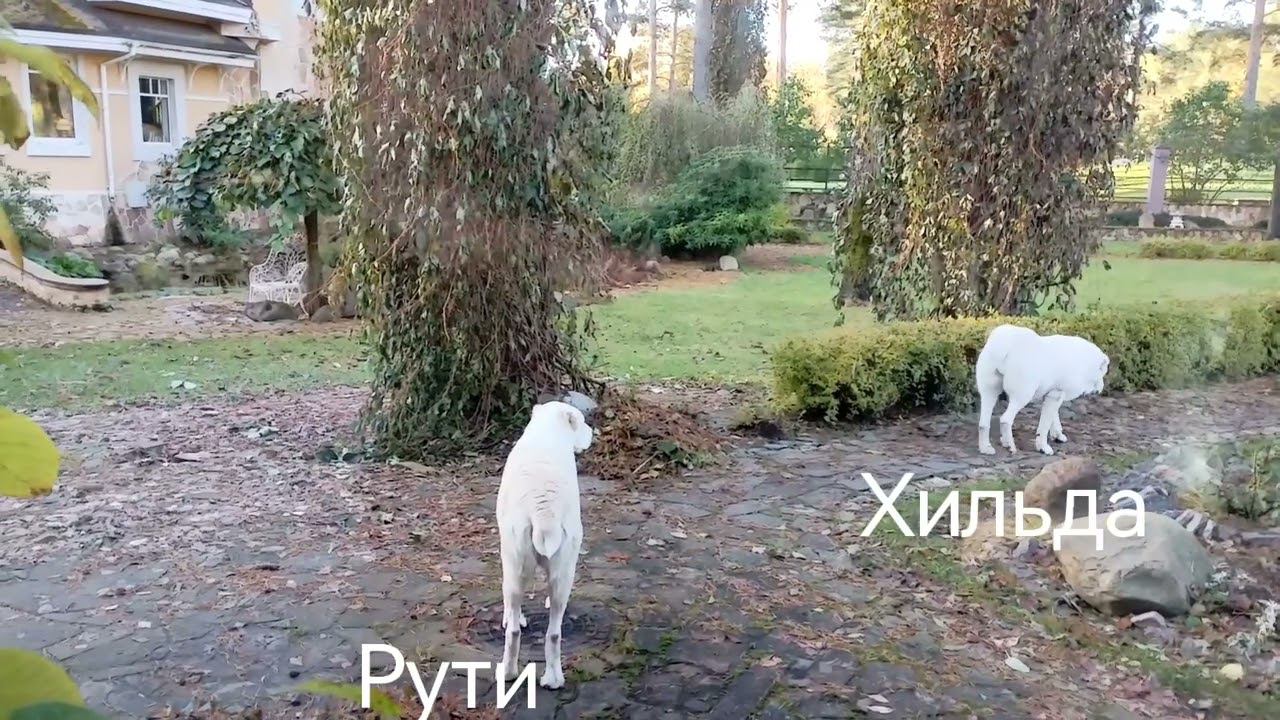 Материнская любовь алабайки