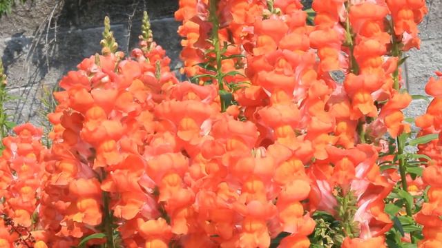 Flower Affirmations: Try saying NO! смотреть онлайн