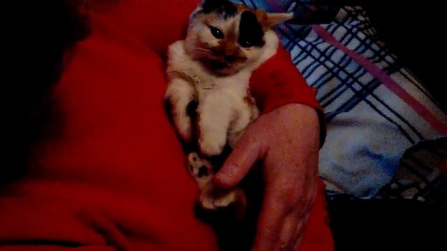 Кошки: уличная Ксюша стала домашней Сильвой)) смотреть онлайн