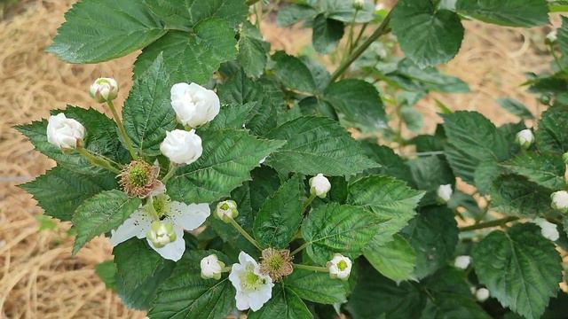 Ежевика Блэк Джем, май. Краснодарский край🌻🌻🌻 смотреть онлайн