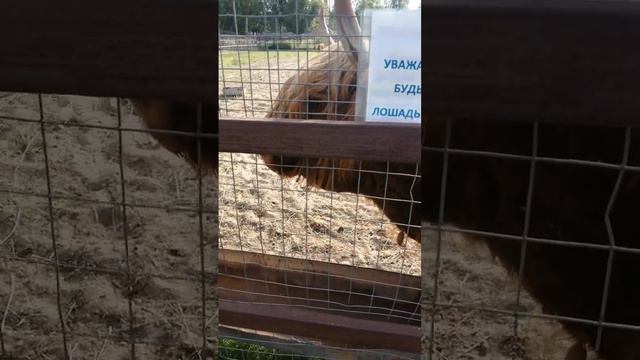 Удивительное создание! Шотландский скот. Вот это название! Сначала думали что это буйволы!