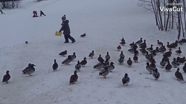 Дикие утки совсем не боятся людей