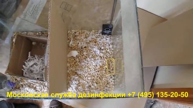 Возможно ли уничтожение мышей с помощью ультразвука? смотреть онлайн