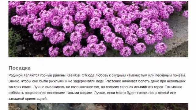 Крылотычинник.  Красивые растения для дома и сада.