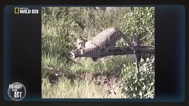 Nat Geo Wild Необычное Поведение Животных. Звериные Причуды