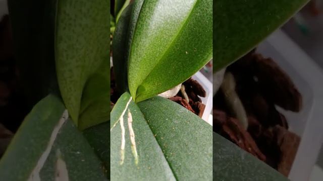 Расцвела уценка, купленная 2 месяца назад. смотреть онлайн