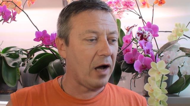 уход за орхидеями 15 вопросов / фитоверм для орхидей и панцирный клещ